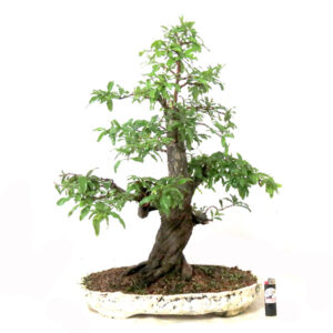Bonsai de Romã - Ref. 01