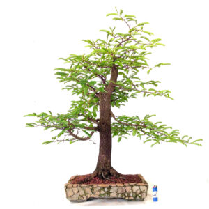 Bonsai de Tamarindo - Ref. 02