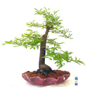Bonsai de Tamarindo - Ref. 03
