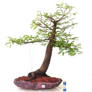 Bonsai de Tamarindo - Ref. 04