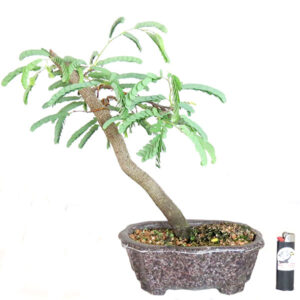 Bonsai de Tamarindo - Ref. 08