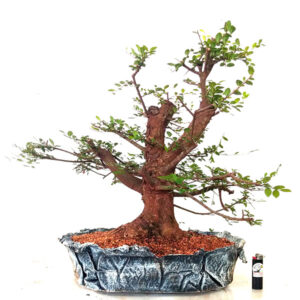 Bonsai de Ulmus - Ref. 48