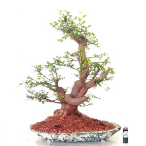 Bonsai de Ulmus - Ref. 49
