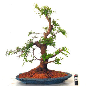 Bonsai de Ulmus - Ref. 50