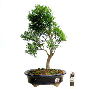 Bonsai de Cambuí - Ref. 03