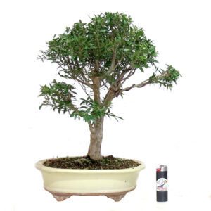 Bonsai de Cambuí - Ref. 04