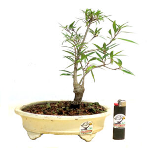 Bonsai de Ficus Nerifolia - Ref. 01