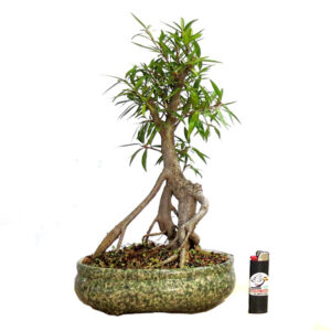 Bonsai de Ficus Nerifolia - Ref. 04