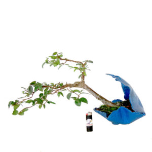 Bonsai de Jabuticaba - Ref. 22