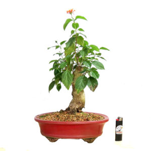 Bonsai de Lantana - Ref. 01