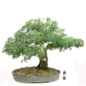Bonsai de Piteco - Ref. 05