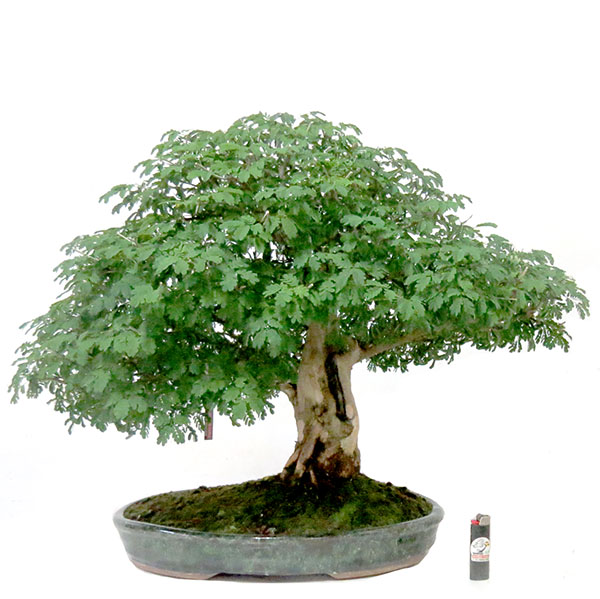 Bonsai de Piteco - Ref. 05