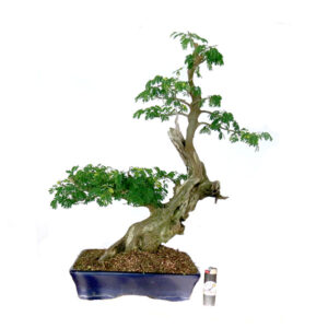 Bonsai de Piteco - Ref. 32