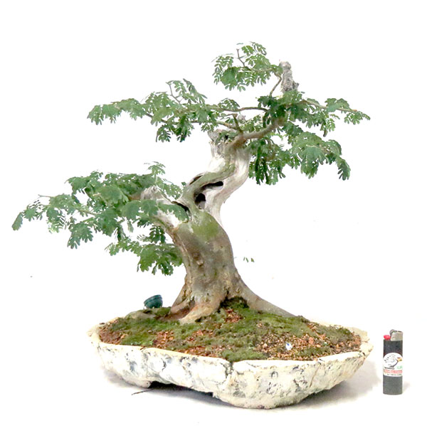 Bonsai de Piteco - Ref. 33
