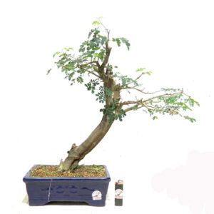 Bonsai de Piteco - Ref. 97