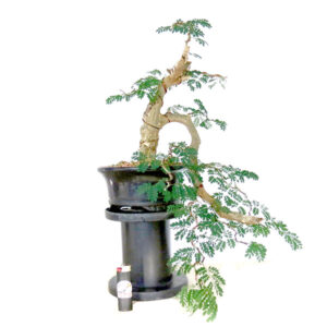 Bonsai de Piteco - Ref. 98