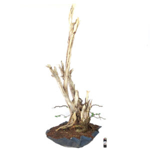 Bonsai de Piteco - Ref. 99