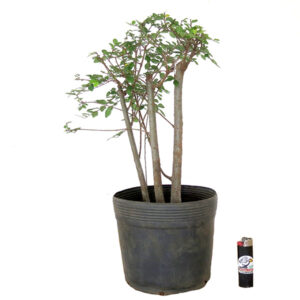 Pré Bonsai de Ulmus - Ref. 54